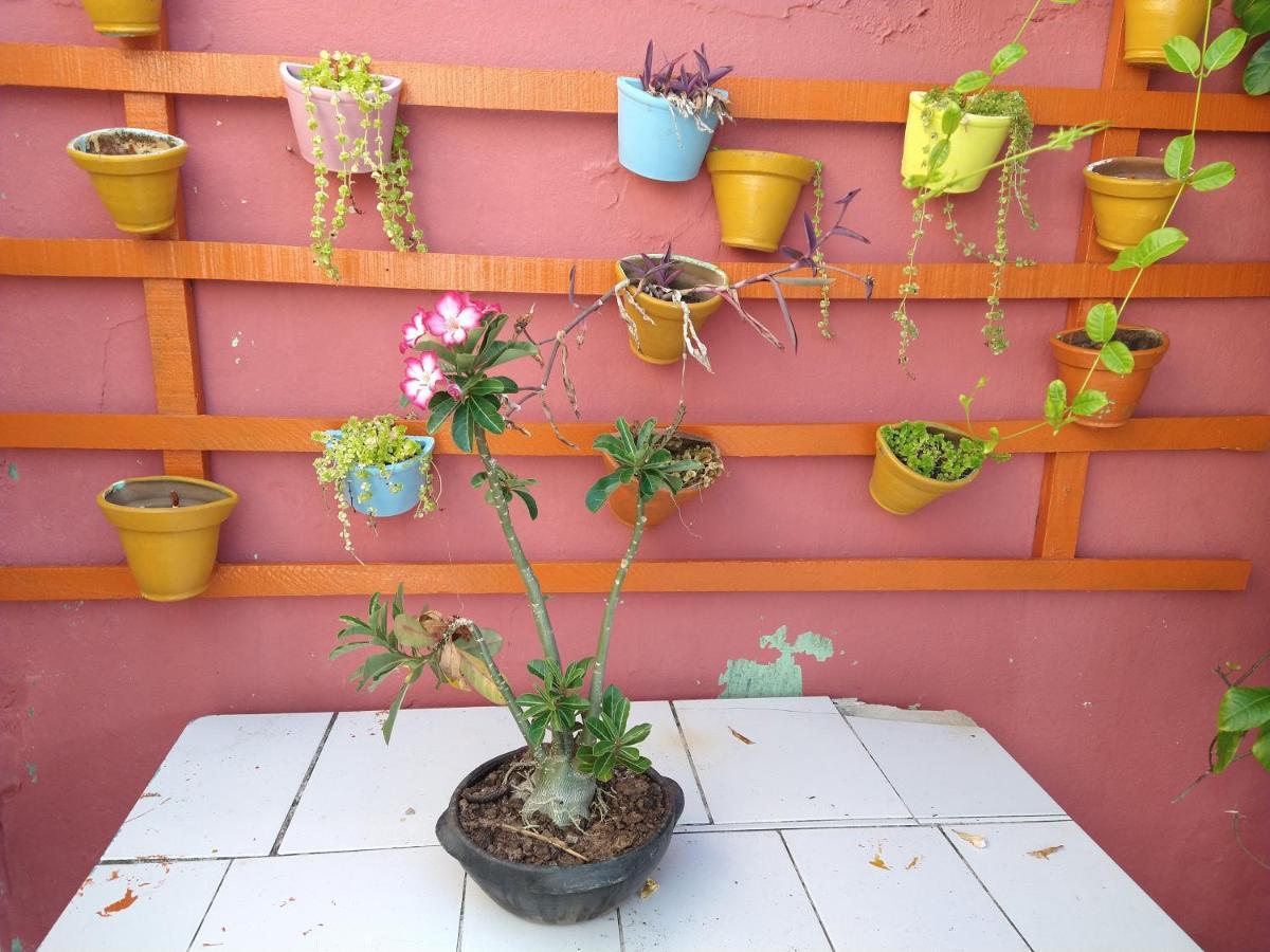 Pousada Terraco Potiguara Baia da Traicao Luaran gambar